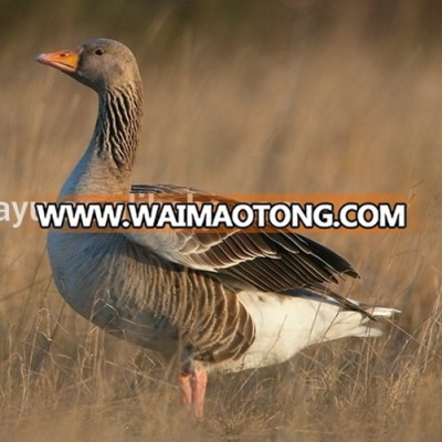 Foldable goose decoy foam XPE collapsible goose decoy